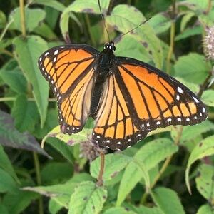 Meet your Posher, Jewels